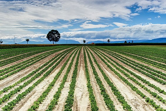 Weitläufiges Feld mit gleichmäßig gepflanzten Reihen junger Pflanzen unter bewölktem Himmel