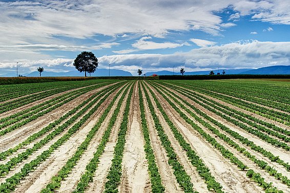 Weitläufiges Feld mit gleichmäßig gepflanzten Reihen junger Pflanzen unter bewölktem Himmel