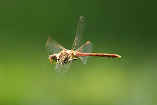 Gemeine Heidelibelle im Flug vor unscharf grünem Hintergrund