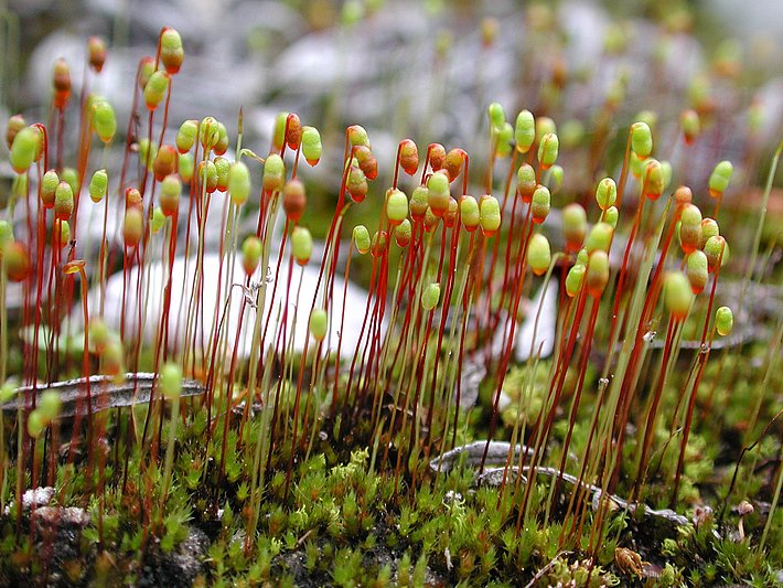 Alluvionen-Birnmoos mit roten Sporenbehältern auf dünnen Stielen, wächst auf feuchtem Boden