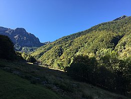 Der Buchenwald in Soladino (TI) mit über 170-jährigen Buchen ist nun Teil eines länderübergreifenden Netzwerks. (Foto: Martina Hobi, WSL) 