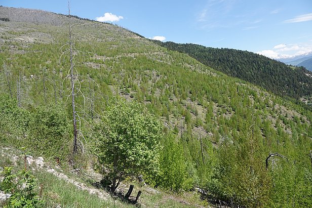 Neuer Wald wächst auf der Waldbrandfläche bei Leuk (VS), 19 Jahre nach dem Waldbrand von 2003. (Foto: Thomas Wohlgemuth, WSL) 