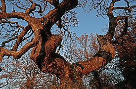 Alte Eiche in Bubendorf/Baselland, Schweiz. Eichen können mit ihrem Wurzelsystem tiefe Bodenwasserschichten erreichen und unterliegen daher in der Regel keiner starken Bodenwasserbeschränkung. Daher können ihre Spaltöffnungen flexibel auf Schwankungen der atmosphärischen Trockenheit reagieren und ihre Jahrringe eignen sich gut zur Erfassung von VPD-Änderungen. (Foto: Markus Bolliger)
