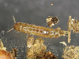 Abb. 13. Viele Insektenlarven leben in ihrer Jugendphase im Boden. Käferlarve eines Kurzflüglers (Staphylinidae). 