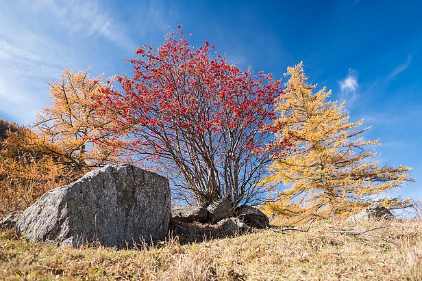 Der Vogelbeerbaum mit leuchtend roten Früchten und Lärche mit gelb verfärbten Nadeln. Bild: Simon Speich, WSL