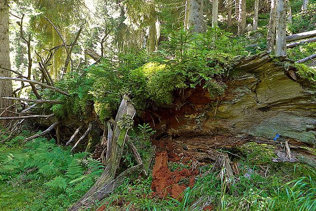 Totholz ist wertvolles Substrat für die Biodiversität im Wald. Die Totholzmenge hat zugenommen, doch sind die Zielmengen noch nicht überall erreicht.