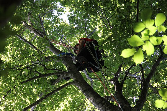 Zur Bestimmung der Nährstoffgehalte werden bei ausgewählten Bäumen regelmässig Blätter aus dem besonnten Teil der Krone entnommen (Foto: WSL)