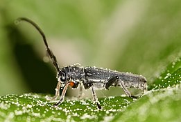 Der Zylindrische Walzenhalsbock (Phytoecia cylindrica), ein Bockkäfer, der gerne an Doldengewächsen wie etwa Wilder Möhre frisst. (Foto: Felix Neff / WSL)