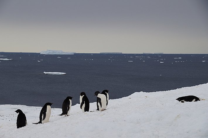 Adeliepinguin rutscht auf dem Bauch. Die Pinguine bringen mich immer wieder zum Lachen.
