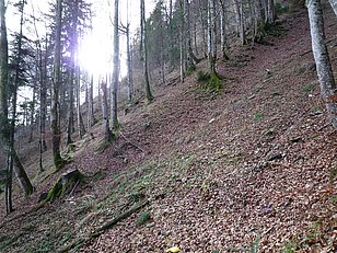 Romoos LU, 17.11.2009 (Foto: LFI/WSL)