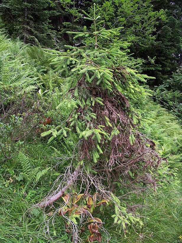 Tannenzweig mit grünen und braunen Nadeln, umgeben von Farnen und anderen grünen Pflanzen im Wald.