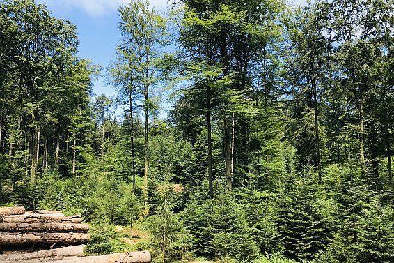 Nadel-Mischwald bei Bern (Schweiz)