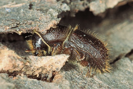 Der Buchdrucker (_Ips typographus_) ist der Borkenkäfer, der in der Schweiz am meisten Schäden anrichtet.  (Foto: Beat Wermelinger) 