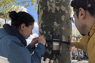 Zwei Personen befestigen ein Sensor mit Kabeln an einem Baumstamm einer Plantane im Freien bei Tageslicht.