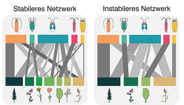 Pflanzen-Insekten_Netzwerke (Grafik: Felix Neff)