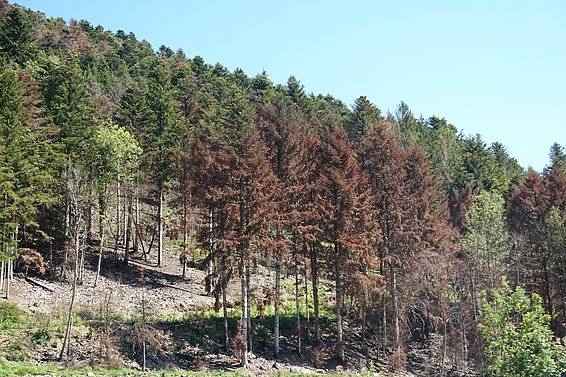 A sloped forested area shows a mix of healthy green trees and dead brown trees, indicating recent damage. The landscape features a clear blue sky above, highlighting the contrast between the vibrant greenery and the browning foliage on the hill.