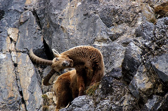 Als ehemals ausgerottete Art gehört der Alpensteinbock zu den gut überwachten Wildtierarten des Alpenraums. (Foto: Reto Barblan, Bergün)