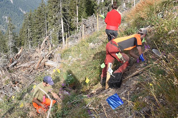 Pflanzarbeiten auf einer Versuchsfläche bei Bergün GR. Foto: Peter Brang/WSL
