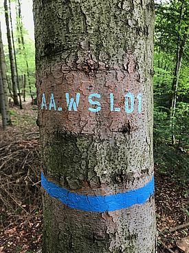 Die erstmals sequenzierte Tanne steht in einem Wald in Birmensdorf ZH und ist eher ein unscheinbarer Vertreter seiner Art. (Foto: Christian Rellstab/WSL)