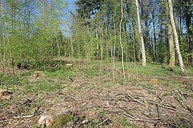 L'immagine mostra un bosco primaverile con alberi verdi e giovani piante che spuntano dal terreno. Alcuni ceppi e rami caduti sono visibili sul terreno, evidenziando la vita naturale e il processo di rigenerazione della foresta. Il cielo è chiaro e sereno.