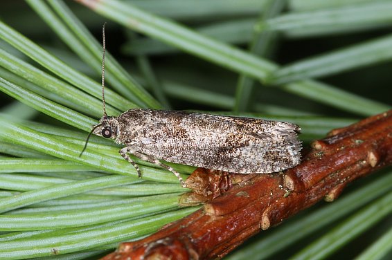 Bild: Beat Wermelinger, WSL