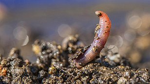 Ein Regenwurm ragt aus feuchter Erde, mit sichtbaren Segmenten und Erde an seinem Körper.