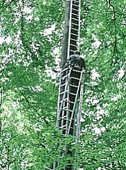 Abb. 6 - Blattentnahme von einer Buche auf der LWF-Fläche in Othmarsingen