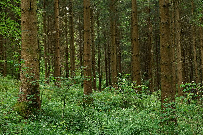 Wenn die Bestände durch Nutzung lichter werden, steigt auch die Artenvielfalt der Pflanzen und Insekten. (Foto: Martin Fellendorf)
