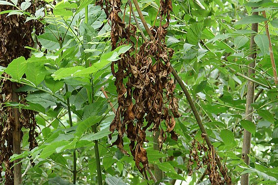Abb. 3: Beim Eschentriebsterben entstehen stammumfassende Rindennekrosen, so dass höher gelegene Pflanzenteile nicht mehr mit Wasser versorgt werden und welken. Foto: Waldschutz Schweiz (WSL) 