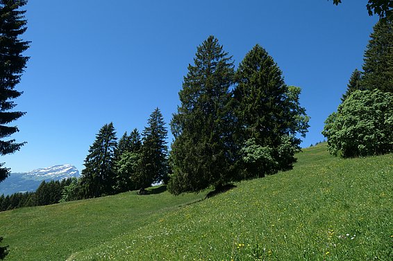 Am häufigsten kommt Microstrobilinia castrans in Höhenlagen über 800 Metern vor, dem natürlichen Lebensraum der einheimischen Fichte (Picea abies). (Foto: Ludwig Beenken)