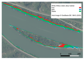 Die Karte zeigt den Lebensraum der Silberweide (Salix alba) entlang des Rheins. Farbige Bereiche kennzeichnen Habitatverlust (rot), Gewinn (grün) und stabile Flächen (blau). Skala am unteren Bildrand gibt Entfernungen an.
