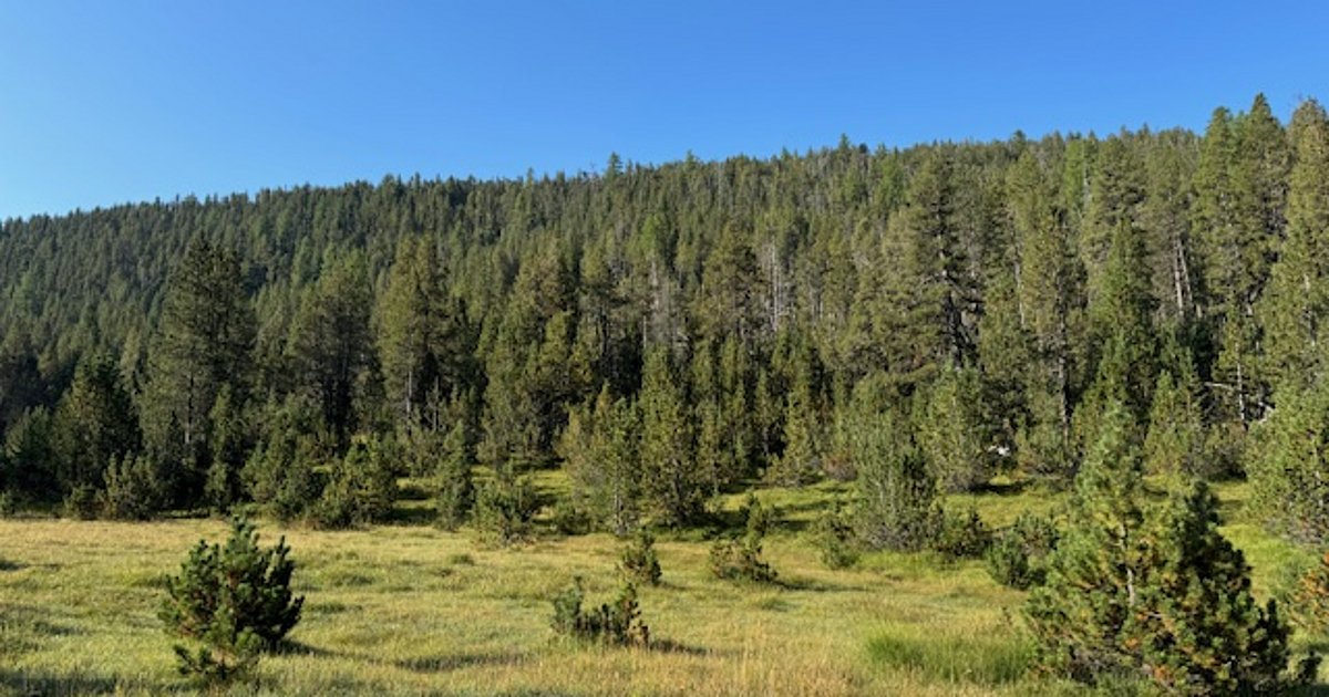Forest Contrast Microscope Towards forest quality assessment using remote sensing