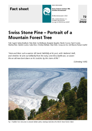 Swiss stone pine – portrait of a mountain forest tree
