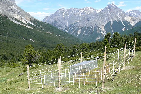 Auf einer Wiese vor einem Bergpanorama stehen unterschiedliche Zäune.