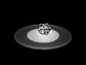 Figura 2. Un grappolo di grani tondi del diametro di 1 cm circa. Foto: A. Macfarlane