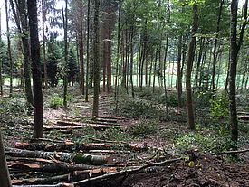 Der Schweizer Wald produziert den nachwachsenden Rohstoff Holz. (für grosse Version bitte klicken). Foto: Bundesamt für Umwelt BAFU