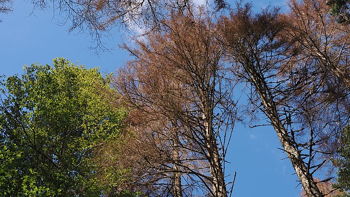 View looking up at tree canopies with green leaves and bare branches against a blue sky.