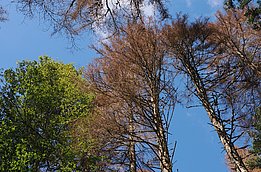 View looking up at tree canopies with green leaves and bare branches against a blue sky.