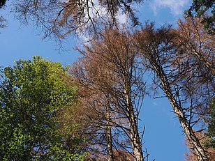 Blick nach oben auf Baumkronen mit grünen Blättern und kahlen Ästen vor blauem Himmel.