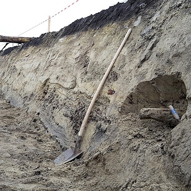 Bois subfossile provenant de chantiers de travaux publics. (Photo: F. Reinig)