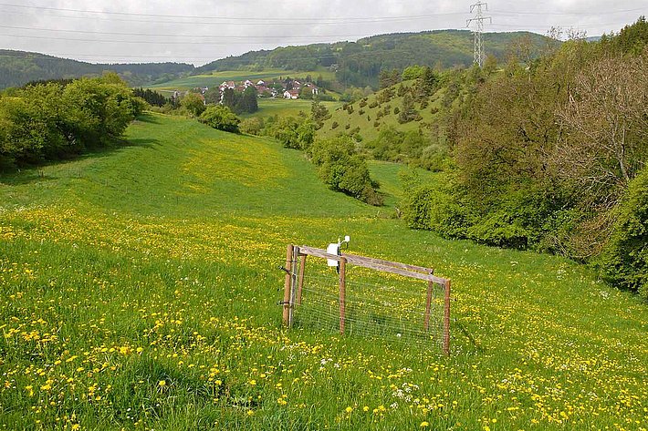 Mässig intensiv genutzte, gedüngte Rinderweide bietet weniger Pflanzen und Insektenarten ein geeignetes Habitat. (Foto: Martin Fellendorf)