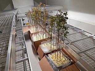 In der Kältekammer schützte Baumgarten die Wurzeln der Bäume mit Isolationsmaterial und warmem Wasser, um die Bedingungen eines natürlichen Frostereignisses zu simulieren. Foto: Frederik Baumgarten