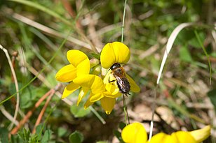 Die Karte zur potenziellen Verbreitung der Waldföhre (rechts) hilft bei der Erforschung und beim Schutz der Kiefernmauerbiene (Osmia uncinata), weil diese ausschliesslich in alten Föhren nistet. (Foto: Will George/flickr, CC BY-NC 2.0)