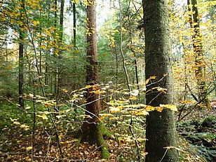 Wichtrach BE, 04.11.2009 (Foto: LFI/WSL)