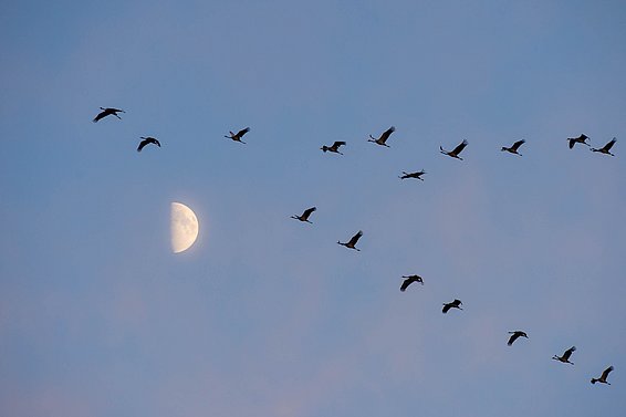 Europäische Kraniche (Bild: Sepp Senn, WSL) 