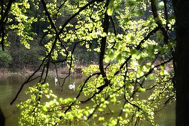 Eine ruhige Aue umgeben von frischen, grünen Blättern. Im Hintergrund schwimmen zwei Schwäne auf der Wasseroberfläche. Die sanfte Lichtdurchflutung schafft eine friedliche Atmosphäre in der Natur.