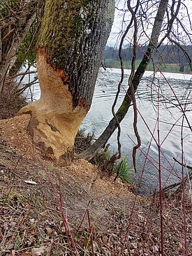 Дерево с корой, снятой с основания, демонстрирует следы деятельности бобров. Неподалёку вода отражает окружающую среду, а стружка разбросана по земле, указывая на недавние следы грызения. На снимке запечатлена природа вдоль берега реки.