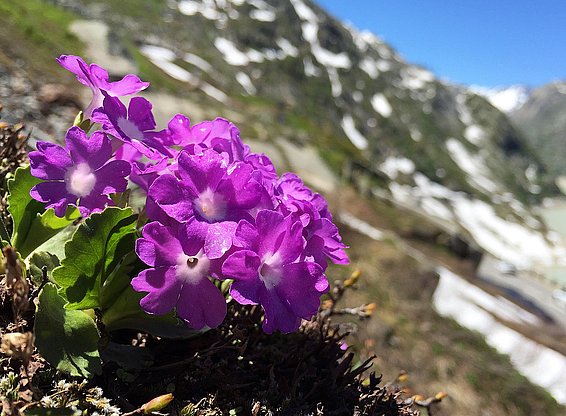 Die Rote Felsenprimel (Primula hirsuta) gehört zu den wenigen Arten, deren untere und obere Verbreitungsgrenze heute tiefer liegt als früher. Bild: Niklaus Zimmermann, WSL