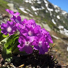 Die Rote Felsenprimel (Primula hirsuta) gehört zu den wenigen Arten, deren untere und obere Verbreitungsgrenze heute tiefer liegt als früher. Bild: Niklaus Zimmermann, WSL