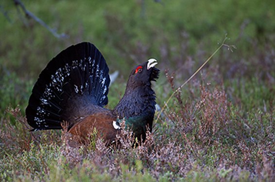 Grand Tétras (Tetrao urogallus)